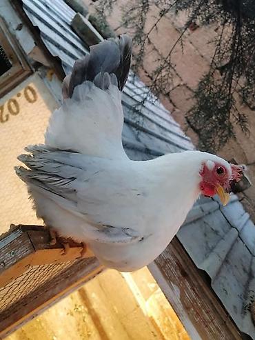 Птицы: Продам карликовых кур бемтамок, Китайский шелк: петушки и курочки — 6