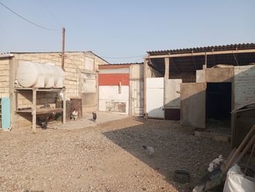 Digər kənd təsərrüfatı heyvanları: Ferma xızı rayonu yeni yaşmaq kəndindədi 70 baş mal sağlamaq üçün — 2