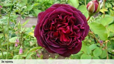 Садовые цветы и кустарники: Саженцы цветка: Розы, Самовывоз, Бесплатная доставка — 7