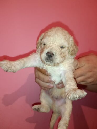 Digər kənd təsərrüfatı heyvanları: Pudel balaları satılır. iki həftəlikdililər. 1 ay yarımında götürə — 6