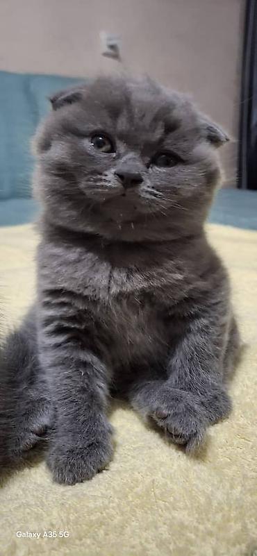 шотландская кошка купить: Шотландские котята, окраc «blue» (однотонный серо-голубой). В помёте — 3