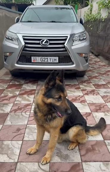 эркек ит: Вязка европеец Авчар 5 лет — 2