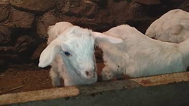 Козы, козлы: Продаю | Козлёнок | Для разведения — 27