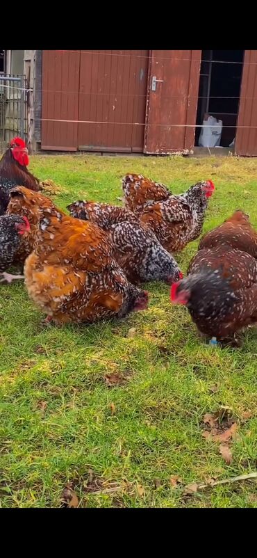 qoyunun qiymeti: Orpington 9 toyuq bir xoruz toyuqlar yumurtayirlar hamisi cemi qiymet