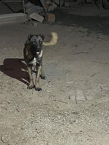 zvanok iti satilir: Kanqal, 5 ay, Dişi — 2