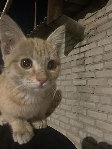 жалал абад кошки: Кошка даром: Беспородная, 2 месяца, Мальчик — 5