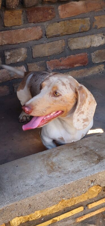 Psi: Jaze malog rasta oštenjene 23.08.2025.Uvezena genetika iz — 12