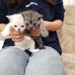 Pişiklər: Şotland, Dişi, Yaxşı əllərə, Ünvandan götürmə -da lalafo.az — 5 Pişiklər: Şotland, Dişi, Yaxşı əllərə, Ünvandan götürmə — 5