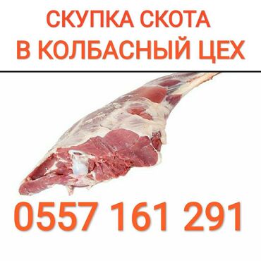 244 объявлений | ЖИВОТНЫЕ: Куплю | Лошади, кони | На забой, на мясо