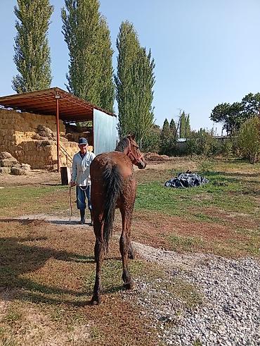 А/ч жаныбарларын сатам: Сатам | Жылкы (эркек), Байтал | Аргын, Англиялык | Союуга, Жумушка, Ат спорту | Асыл тукумдуу — 3
