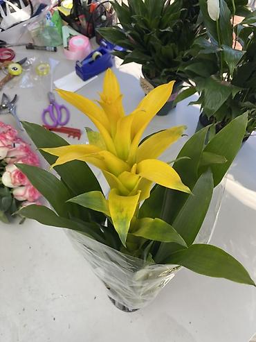 Бөлмө өсүмдүктөрү: Гузмания (Guzmania) с ярким жёлтым прицветником в пластиковом горшке — 2