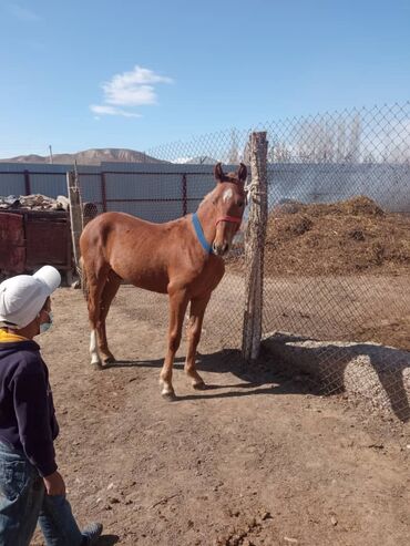 продажа домашних животных: Птицы at lalafo.kg продажа домашних животных: Птицы