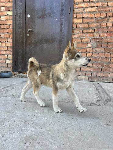эр: 3 месяца, Самец, С прививкой — 4