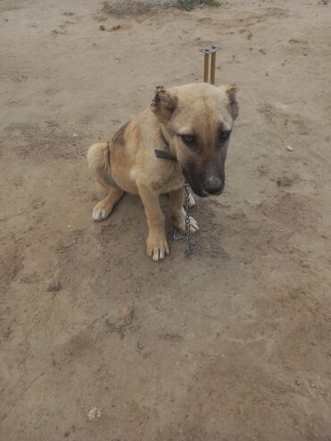 Собаки: Кангал, 3 месяца, Самка