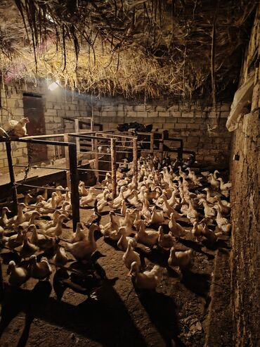 ниссан х трейл запчасти: Ördek sürüsü satışda. Xüsusiyyətlər: - Ağ rəngli ətlik yumurtalıq