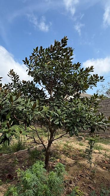 7 illik magnolia ağacı, 5 metr boyu, ətirli ağ gül açır