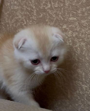 Pişiklər: Şotland yastı qulaq, Erkək, Dişi, Yaxşı əllərə, Ünvandan götürmə, Ödənişli çatdırılma, Pulsuz çatdırılma — 3