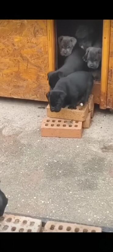 İtlər: Kane-Korso, 1 ay, Sənədli, Rayonlara çatdırılma, Ünvandan götürmə, Pulsuz çatdırılma — 14