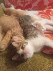 собака доберман сколько стоит: Мышык бекер берилет: Породасыз, 3 айлык, Ургаачы, Лотокко барууга үйрөтүлгөн