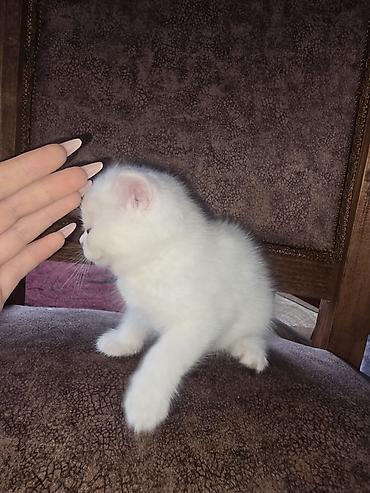 Кошки: Шотландская, Самка, Бесплатная доставка — 4