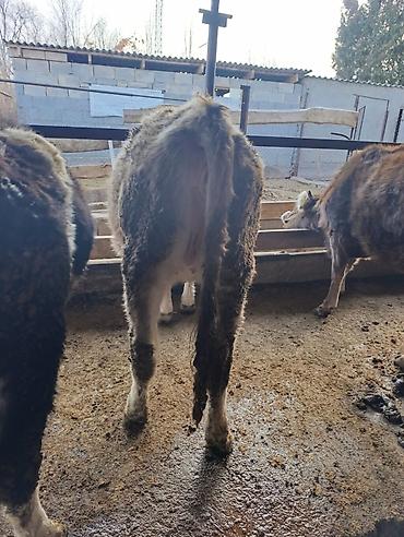 Коровы, быки: Продаю | Бык (самец) | Герефорд | На откорм | Привязанные — 21