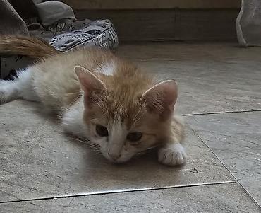 вязка коты: Отдам котенка в добрые руки — 1