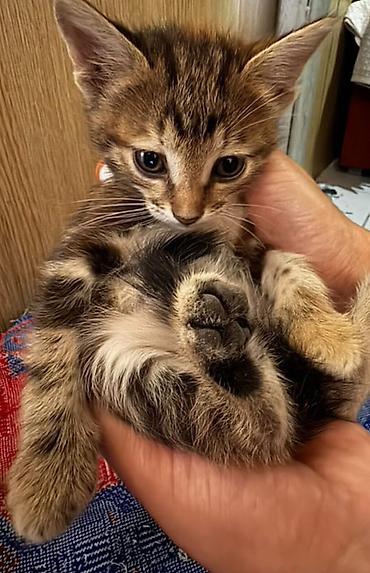 Pişiklər: Şotland — 9