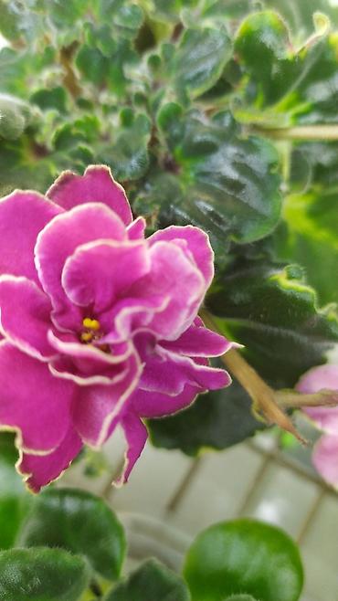 Фиалки и глоксинии: Продаются детки миниатюрных фиалок,крепкие,подрощенные.Сортов много — 2