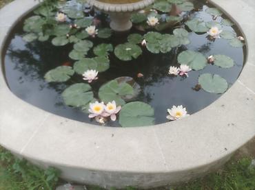 yosun: Su zanbağı (Nymphaea) su bitkiləri – hovuz və fəvvarələr üçün - Növ — 2