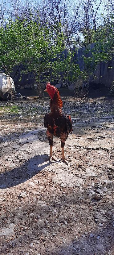 beçə: Xorxdu bece deyil bir gözu kordu isdel döluy sagla isder elesdir — 1