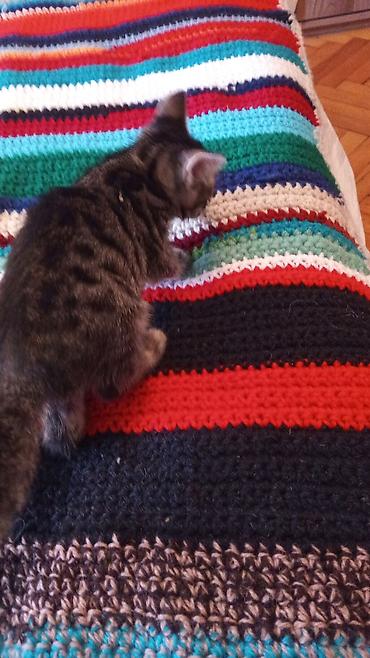 Pişiklər: Tabbi, Erkək — 9