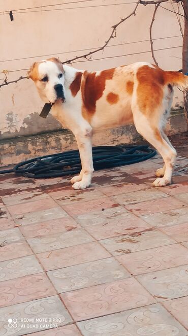 İtlər: Alabay, 1 il, Erkek, Peyvəndli, Ünvandan götürmə — 2