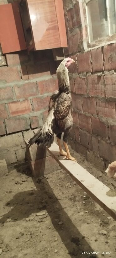 Коровы, быки: Петух, лет: 1, Самовывоз