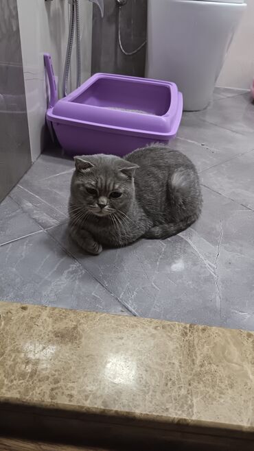 sort pişiklər: Şotland yastı qulaq, Dişi, Yaxşı əllərə, Ödənişli çatdırılma