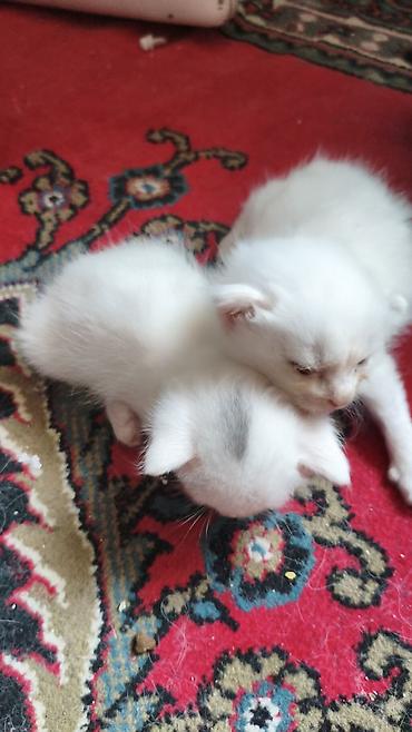 it satisi afcarka: Yaxşı əllərə — 3