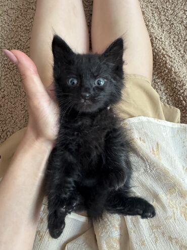 шотландская длинношерстная кошка: Маленькие котята с блестящей шерстью и большими глазами. Котята очень
