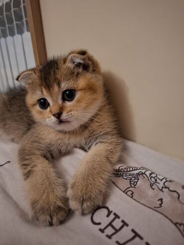 Pişiklər: Şotland, Dişi, Yaxşı əllərə, Ünvandan götürmə, Pulsuz çatdırılma, Ödənişli çatdırılma — 9