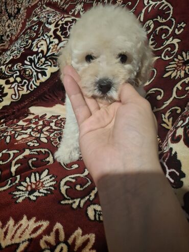 dişi it: Pudel, 2 ay, Dişi