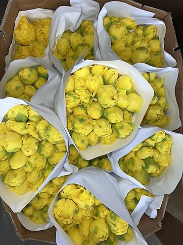 Букеты из живых цветов: Тюльпаны - Сорт: нежно-розовые тюльпаны с мягкой желтой каймой на — 9