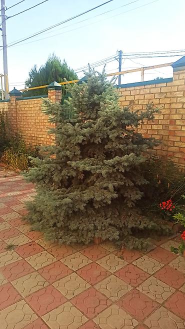 Продаю голубые ели 2 шт (каждая по 8000 сом) одна - 3 метра вторая - at lalafo.kg Продаю голубые ели 2 шт (каждая по 8000 сом) одна - 3 метра вторая -