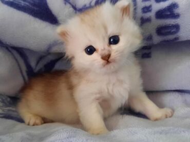 Pişiklər: Şotland, Erkək, Dişi, Yaxşı əllərə, Ünvandan götürmə, Pulsuz çatdırılma, Ödənişli çatdırılma — 18