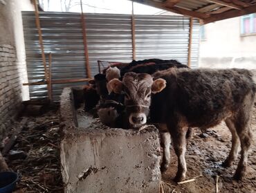 быков: Продаю | Бык (самец) | Алатауская | На откорм