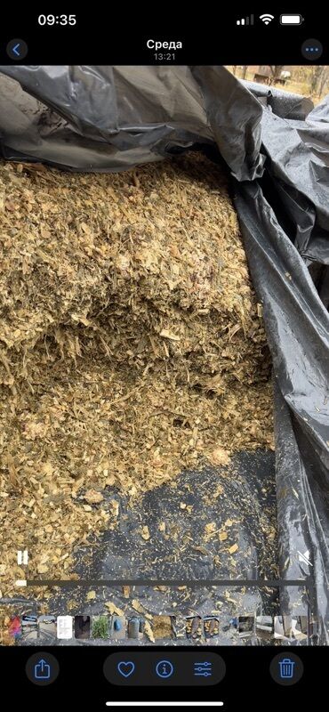 показы 1 354 72 договорная кошка даром британская короткошёрстная 1 год мальчик метис 2 позвонить написать: 6,5 сом за кгКукурузный силос в мешках - Силос кукурузный