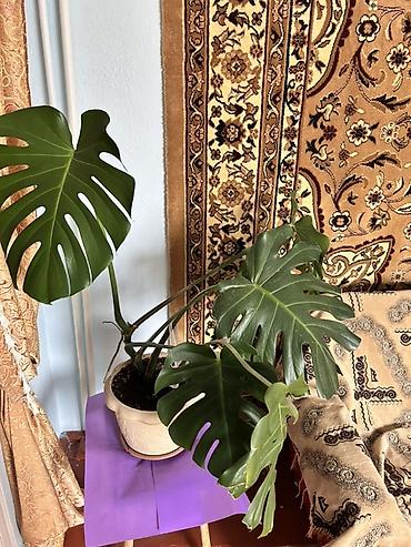 Бөлмө өсүмдүктөрү: Монстера делициоза (Monstera deliciosa) в горшке. - Крупное комнатное — 1