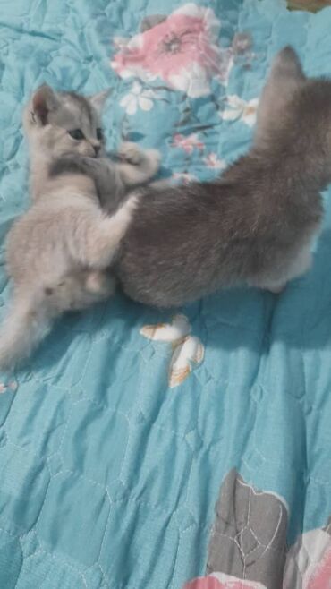 отдам даром шотландского вислоухого котенка: Очаровательные котята серого окраса, один из которых имеет светлый