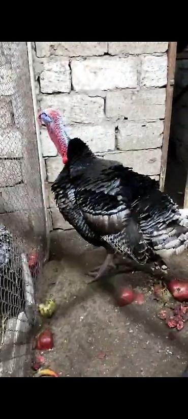 Hinduşkalar: Erkək, Damazlıq — 4