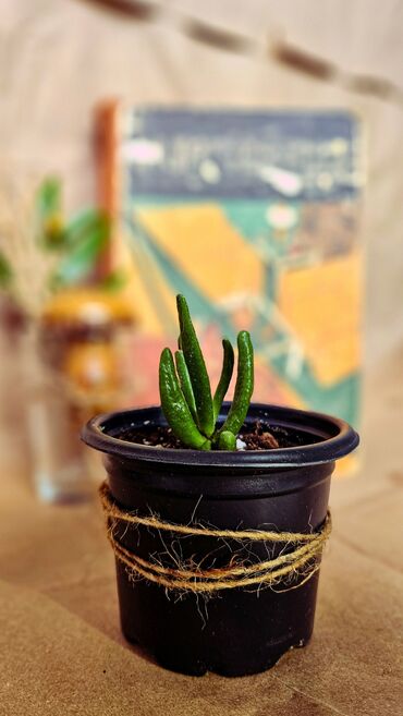 agac satilir: 🌿 Crassula Ovata Gollum — sizin canlı talismanınız! Egzotika və