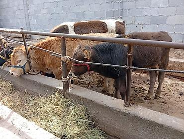 Продам с/х животных: Продаю | Бык (самец) | Швицкая | На откорм — 3