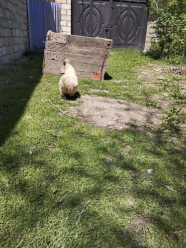 Toyuqlar: Toyuq, Damazlıq, Ünvandan götürmə — 5