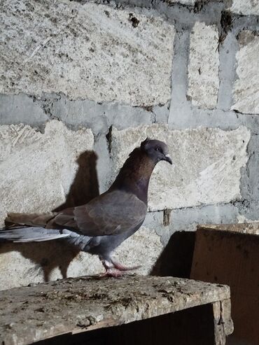 toz quşu: Quşlar satılır 26 denedir Yevlax rayonunda içinde çoxları ebresden